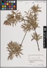 Foto von Salix elbursensis Boiss.